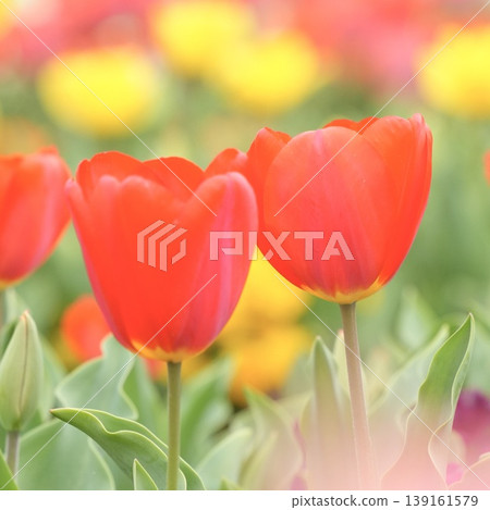 Soft red tulips – a spring scene. 139161579