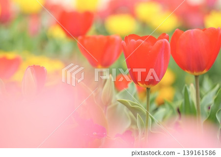 Soft red tulips – a spring scene. Soft red tulips – a spring scene. 139161586