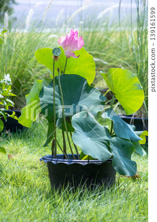View of Lotus tree with leaves spread out sideways has pink flowers, in a black plastic pot. View of Lotus tree with leaves spread out sideways has pink flowers, in a black plastic pot. 139161599