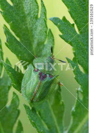 Closeup on a small vibrant green tortoise beetle, Cassida stigmatica on a green Tansy leaf in a meadow 139161629