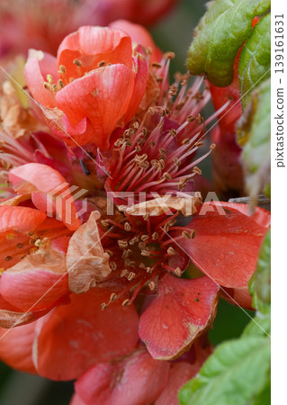 Vertical closeup on a flowering wild Japanese quince, Chaenomeles Japonica in the garden 139161631