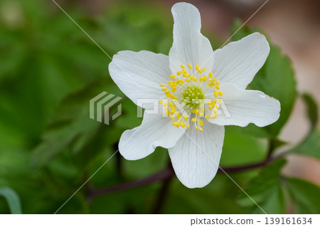 Closeup on a bright white srpingtime flower of the windflower, European thimbleweed or smell fox, Anemone nemorosa 139161634