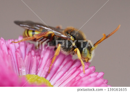 Closeup on a red-eyed male Lathbury's nomad bee, Nomada lathburiana , a parasite on Andrena vaga mining bee Closeup on a red-eyed male Lathbury's nomad bee, Nomada lathburiana , a parasite on Andrena vaga mining bee 139161635