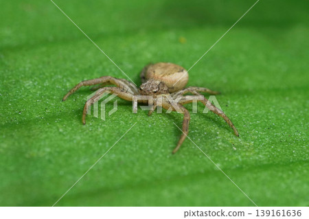 Closeup on a small brown crab spider, Philodromus on a green leaf in the garden Closeup on a small brown crab spider, Philodromus on a green leaf in the garden 139161636