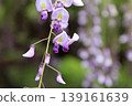 紫藤花簇的特寫 139161639