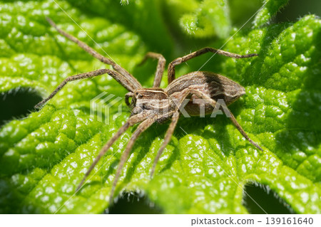 Closeup on a Nursery web spider Pisaura mirabilis resting on a green leaf in the garden Closeup on a Nursery web spider Pisaura mirabilis resting on a green leaf in the garden 139161640