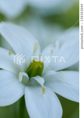 Closeup on the vibrant white flower of the garden star-of-Bethlehem wildflower, Ornithogalum umbellatum Closeup on the vibrant white flower of the garden star-of-Bethlehem wildflower, Ornithogalum umbellatum 139161644