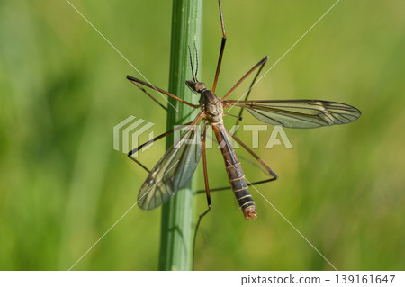 Selective focus closeup on a European Black-striped Cranefly, Tipula vernalis on a straw of grass against a green background Selective focus closeup on a European Black-striped Cranefly, Tipula vernalis on a straw of grass against a green background 139161647