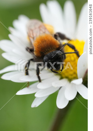 Closeup on a colorful Tawny mining bee, Andrena fulva on a white daisy flower in the garden 139161648