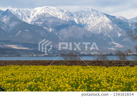 強姦花和平山 強姦花和平山 139161654