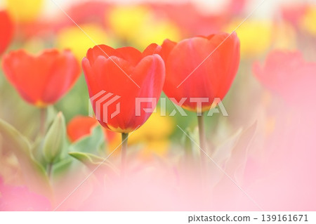 Soft red tulips signal the arrival of spring. Soft red tulips signal the arrival of spring. 139161671