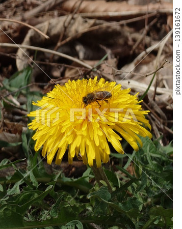 A fly sucking nectar from a dandelion A fly sucking nectar from a dandelion 139161672