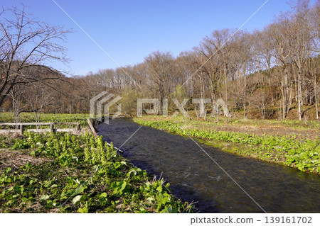 春天在田野裡觀賞蜂斗菜（阿什羅鎮） 139161702