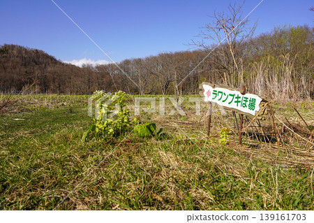 春天在田野裡觀賞蜂斗菜（阿什羅鎮） 139161703