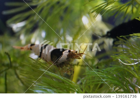 Crystal Black Shrimp in Aquarium Setting Underwater Scene Crystal Black Shrimp in Aquarium Setting Underwater Scene 139161736
