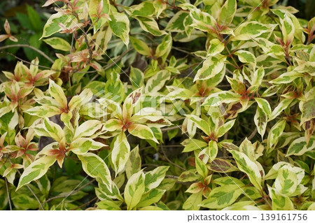 Closeup of Joseph's Coat Plant Acalypha Wilkesiana Closeup of Joseph's Coat Plant Acalypha Wilkesiana 139161756