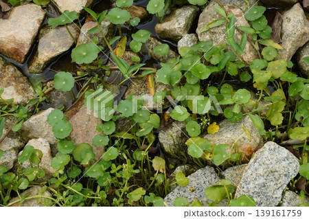 Hydrocotyle Vulgaris Growing Among Stones in Water Hydrocotyle Vulgaris Growing Among Stones in Water 139161759
