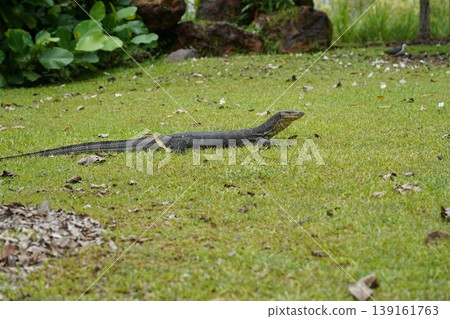 Monitor Lizard on Green Grass in Natural Habitat 139161763