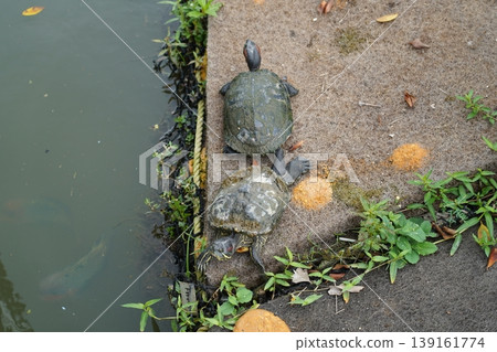 Red Eared Sliders basking in the sun near water 139161774