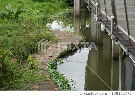 Turtles Resting Beside the Water Under a Bridge Turtles Resting Beside the Water Under a Bridge 139161775