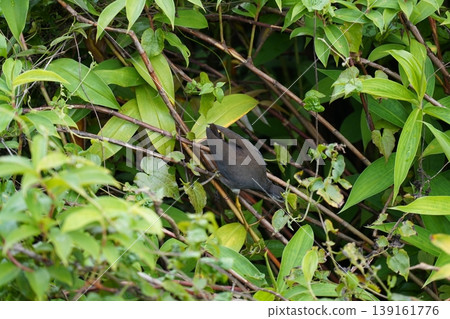 Dusky Moorhen Amidst Lush Green Foliage Dusky Moorhen Amidst Lush Green Foliage 139161776