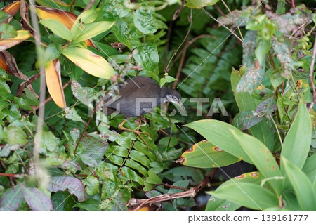 White browed Crake Bird Amidst Lush Foliage White browed Crake Bird Amidst Lush Foliage 139161777