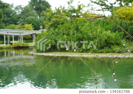 Glistening Pond and Thalia Dealbata Water Flowers Glistening Pond and Thalia Dealbata Water Flowers 139161786
