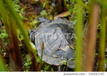 Turtle in Greenery Natural Habitat Outdoor Nature Turtle in Greenery Natural Habitat Outdoor Nature 139161787