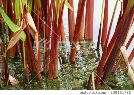 Red Stem Thalia Plant in Water Background 139161788