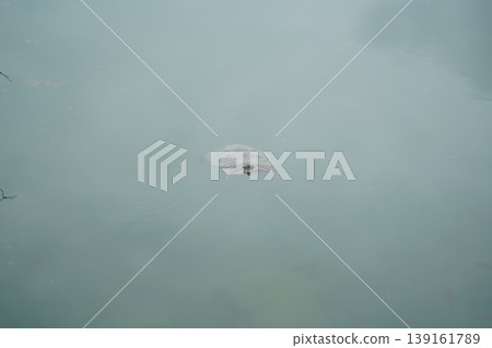 Turtle Swimming in Murky Water in Natural Setting 139161789