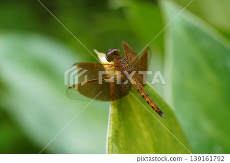 Amber Winged Dragonfly on Green Leaf Macro Amber Winged Dragonfly on Green Leaf Macro 139161792