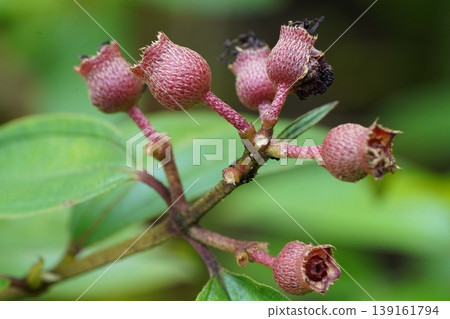 Osbeckia stellata Flower Buds and Green Leaves Macro Osbeckia stellata Flower Buds and Green Leaves Macro 139161794