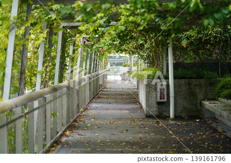Covered Walkway with Blooming Bougainvillea Vines 139161796