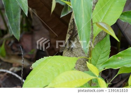 Anolis Lizard Camouflaged on Tree Trunk Nature Scene 139161810