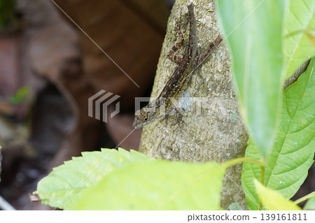Anolis Cristatellus Lizard on a Tree Trunk Close Up Anolis Cristatellus Lizard on a Tree Trunk Close Up 139161811