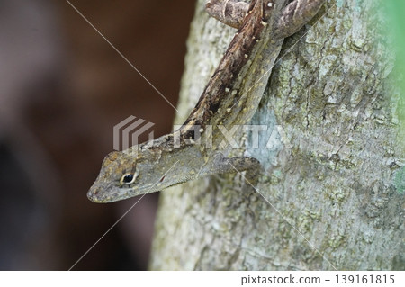 Brown Anole Lizard on Tree Bark Wildlife Photography 139161815