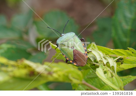 Green Stink Bug on Leaf Close Up Detailed View Green Stink Bug on Leaf Close Up Detailed View 139161816