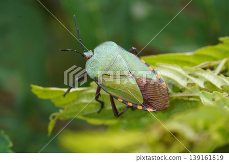 Green Stink Bug on a Leaf Close Up Macro Shot Green Stink Bug on a Leaf Close Up Macro Shot 139161819
