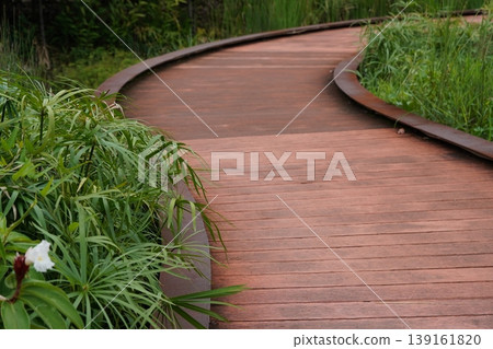 Wooden Walkway in Garden with Cyperus alternifolius Plants Wooden Walkway in Garden with Cyperus alternifolius Plants 139161820