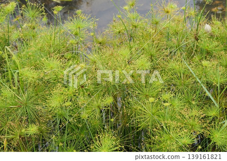 Umbrella Papyrus Plants in Wetland Environment 139161821