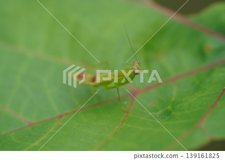 Praying Mantis on Green Leaf Insect Macro Photography 139161825