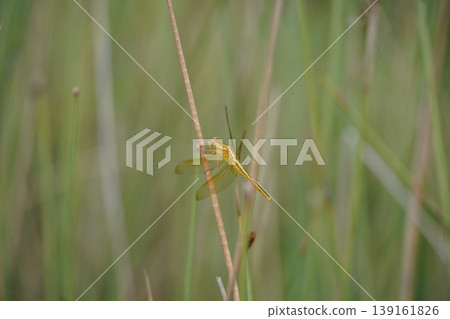 Golden Dragonfly Perched on Grass Stem Nature Photography 139161826