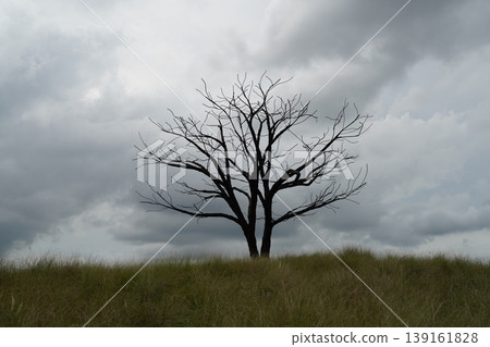 Silhouette of a Bare Tree Against a Cloudy Sky Silhouette of a Bare Tree Against a Cloudy Sky 139161828