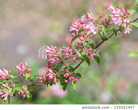 Branches of Weigela with many red buds 139161947