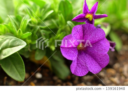 Purple Petunia Purple Petunia 139161948