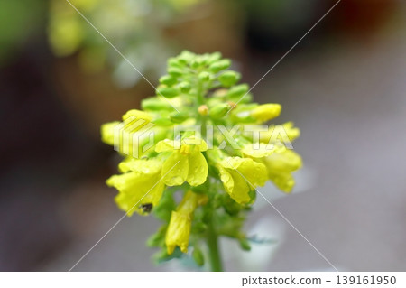 Yellow flowers that herald the arrival of spring Yellow flowers that herald the arrival of spring 139161950