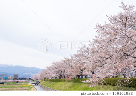【荒川櫻花堤岸河濱公園】一個被盛開的櫻花環繞的公園。 【荒川櫻花堤岸河濱公園】一個被盛開的櫻花環繞的公園。 139161988