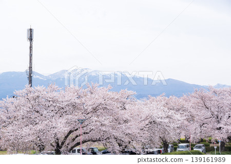 【荒川櫻花堤岸河濱公園】一個被盛開的櫻花環繞的公園。 【荒川櫻花堤岸河濱公園】一個被盛開的櫻花環繞的公園。 139161989
