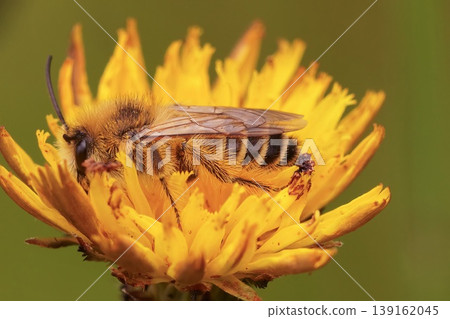 Closeup on a male Pantaloon bee, Dasypoda hirtipes on a yellow flower Closeup on a male Pantaloon bee, Dasypoda hirtipes on a yellow flower 139162045