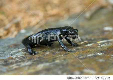 Closeup on a juvenile Alpine salamander, Salamandra atra in antipredator defensive posure on a stone in Austria Closeup on a juvenile Alpine salamander, Salamandra atra in antipredator defensive posure on a stone in Austria 139162046